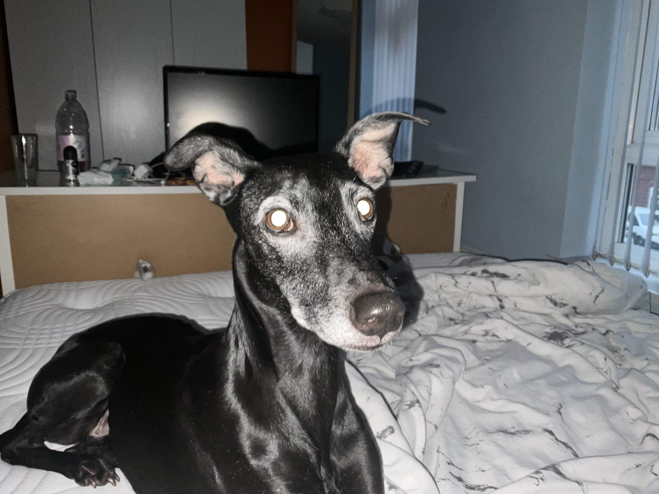 Dog Blank Meme Template