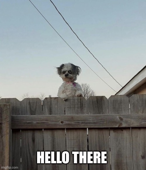 Excuse me sir | HELLO THERE | image tagged in excuse me sir | made w/ Imgflip meme maker