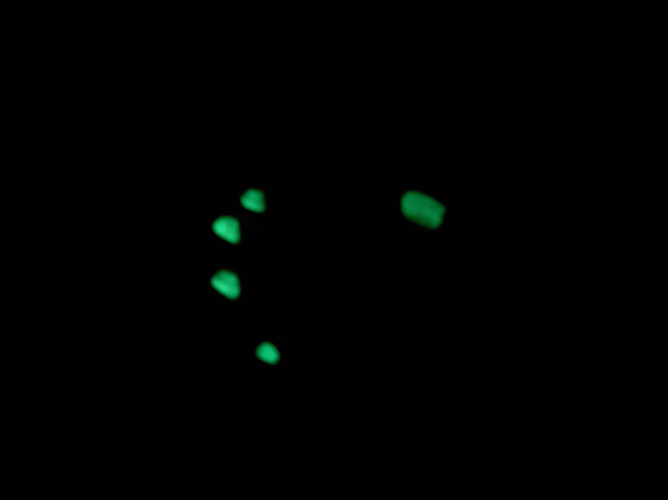 The girl on a selth mission Blank Meme Template