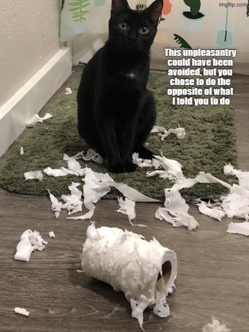 Obey Or Be Punished | image tagged in cats,funny cats,obey,punishment,punisher,mischief | made w/ Imgflip meme maker