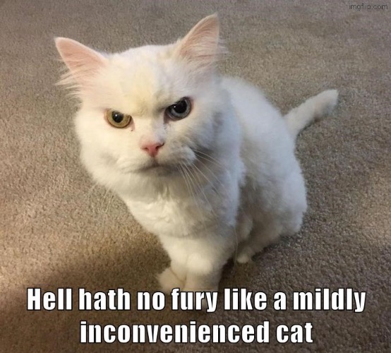 Mild Inconvenience | image tagged in cats,funny cats,angry cat,hell hath no fury,inconvenience,you have sinned child prepare to feel the sweet embrace of death | made w/ Imgflip meme maker