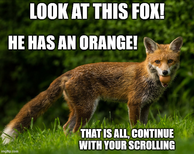 Citrus Fox | LOOK AT THIS FOX! HE HAS AN ORANGE! THAT IS ALL, CONTINUE WITH YOUR SCROLLING | image tagged in foxes,wildlife,animals,orange | made w/ Imgflip meme maker