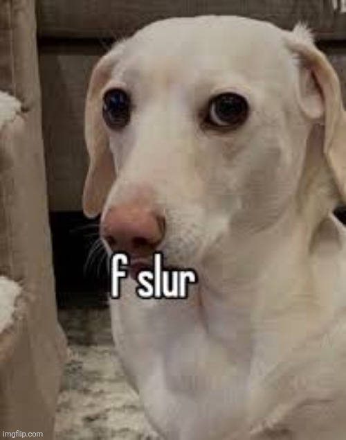 f slur dog | image tagged in f slur dog | made w/ Imgflip meme maker