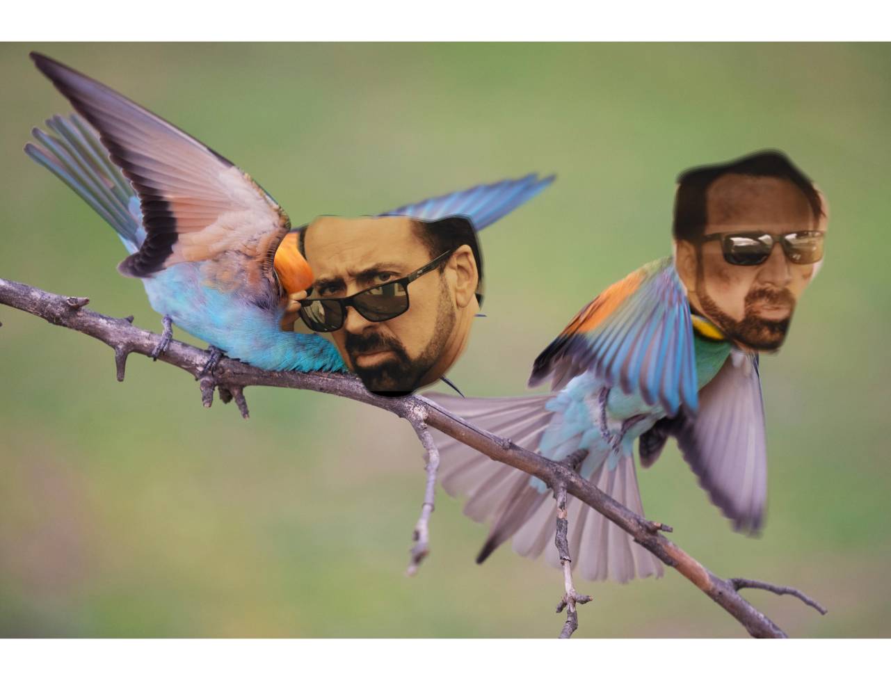Nic Cage Birds Blank Meme Template