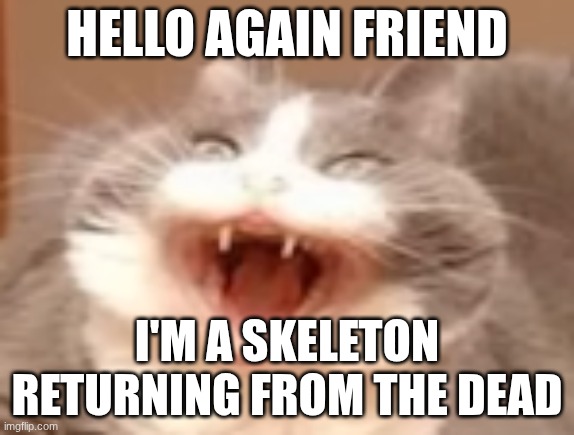 guess the song | HELLO AGAIN FRIEND; I'M A SKELETON RETURNING FROM THE DEAD | image tagged in cat | made w/ Imgflip meme maker