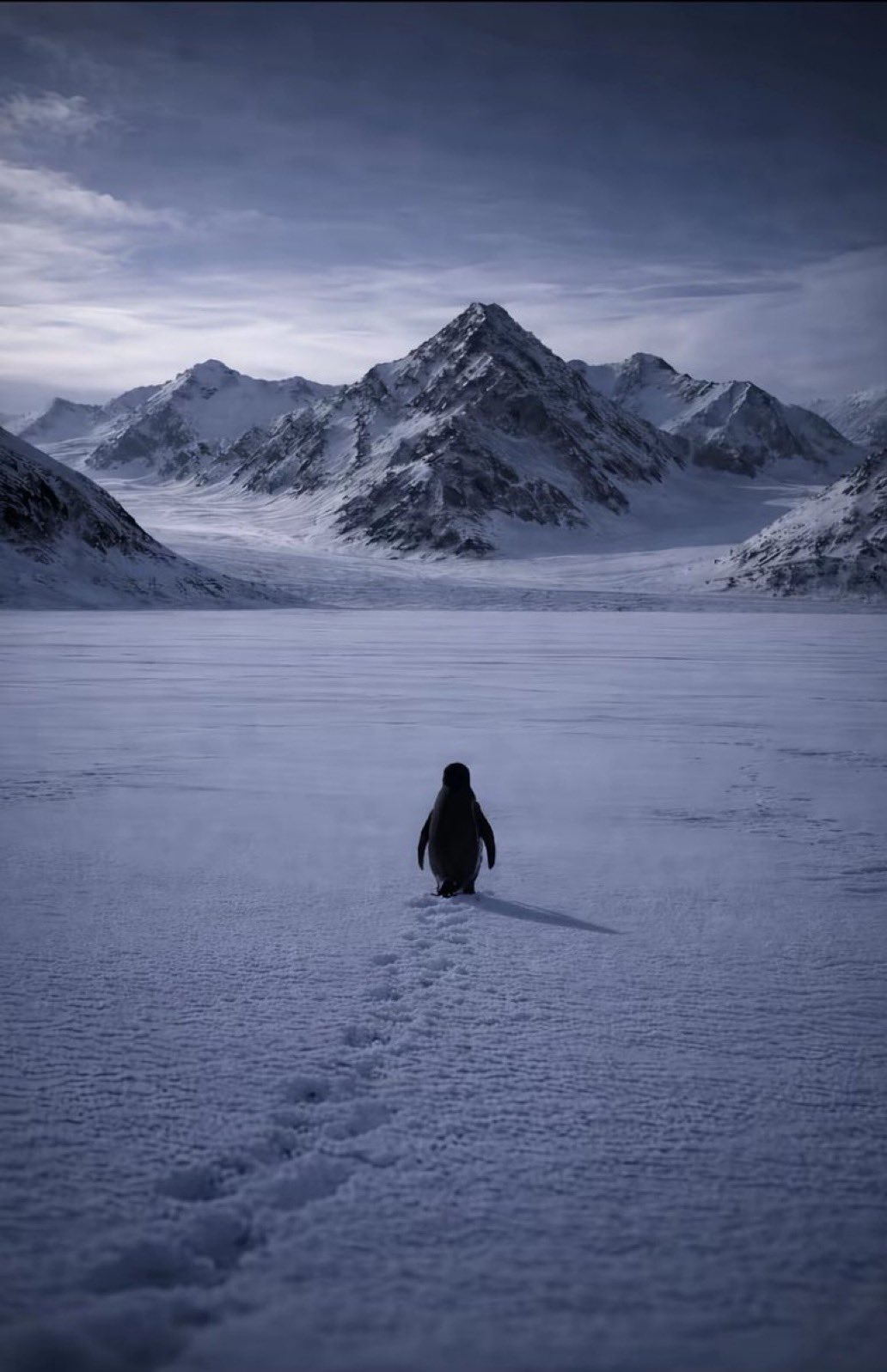 nihilist penguin Blank Meme Template