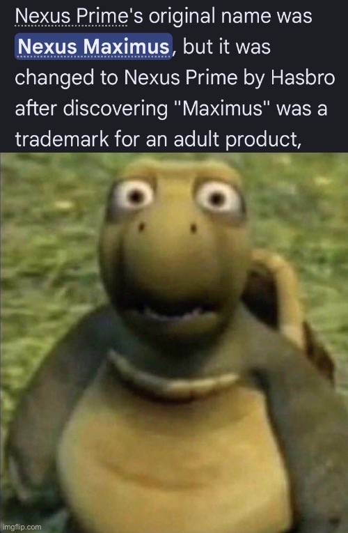 shocked turtle | image tagged in shocked turtle | made w/ Imgflip meme maker