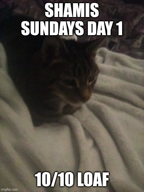 Day 1 of shamis Sundays | SHAMIS SUNDAYS DAY 1; 10/10 LOAF | image tagged in cat | made w/ Imgflip meme maker