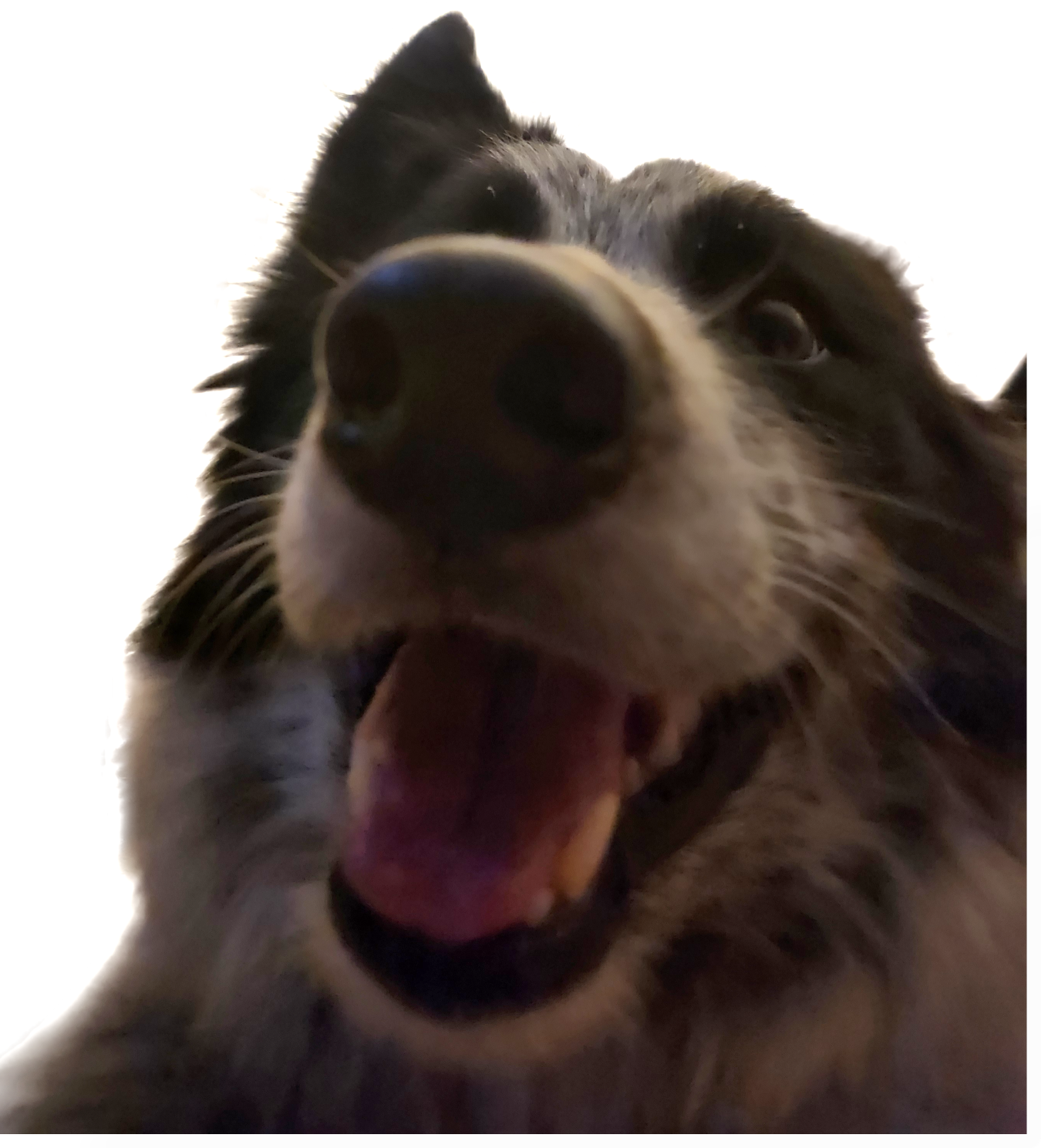 Smiling Dog Derp Blank Meme Template