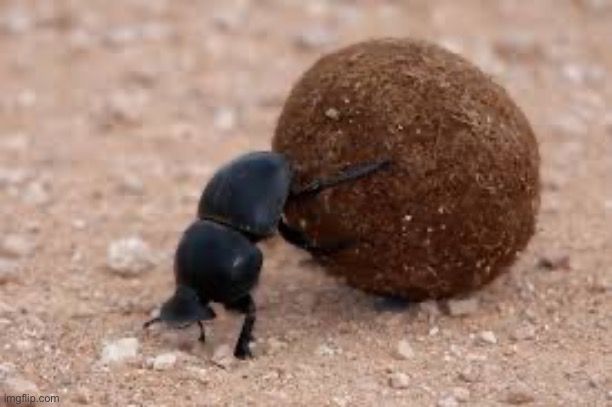 dung beetle | image tagged in dung beetle | made w/ Imgflip meme maker