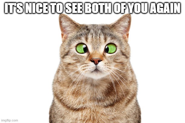 Cat says "Nice to see you two again".      ---  funny  --- | IT'S NICE TO SEE BOTH OF YOU AGAIN | image tagged in cat,kittens,funny,humor,cross eyes,play on words | made w/ Imgflip meme maker