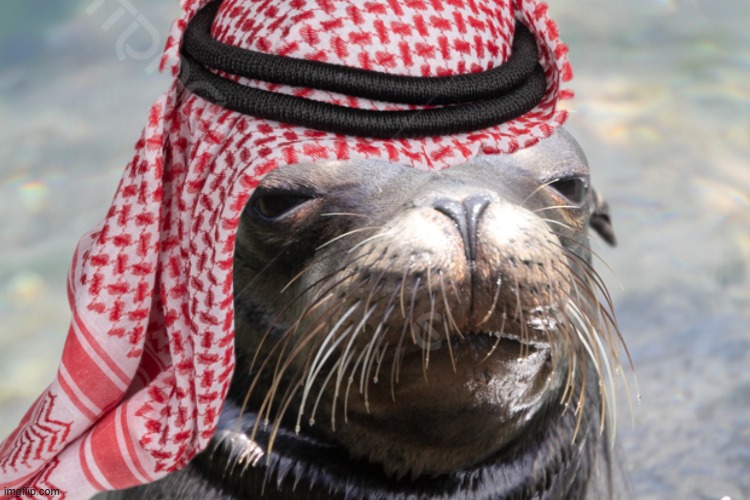 Suspicious Sea Lion | image tagged in suspicious sea lion | made w/ Imgflip meme maker