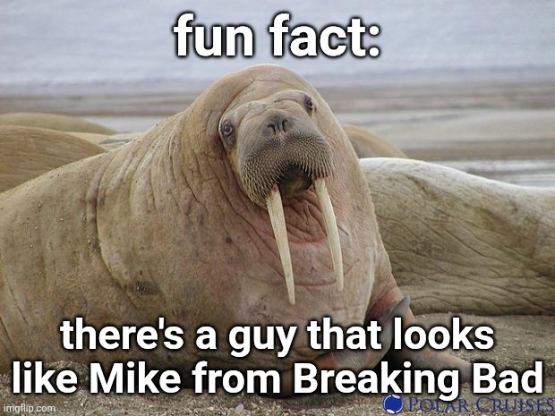 Walrus | fun fact:; there's a guy that looks like Mike from Breaking Bad | image tagged in walrus | made w/ Imgflip meme maker