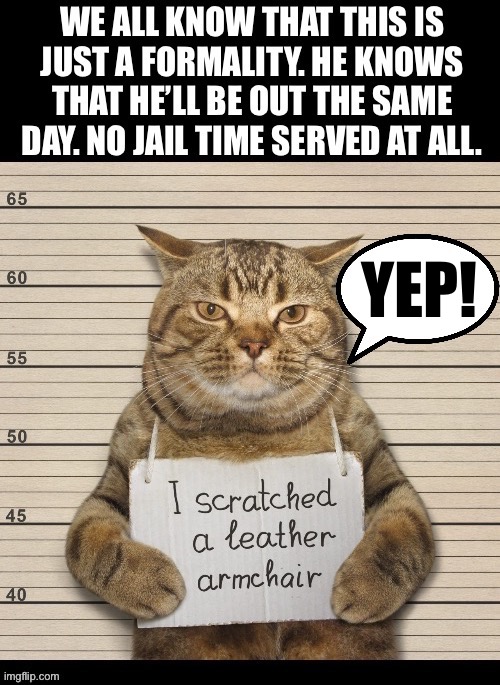 He’s got a rap sheet a mile long and no time served… | YEP! | image tagged in cats,mug shot,scratched up,no jail time,leather armchair,rap sheet | made w/ Imgflip meme maker