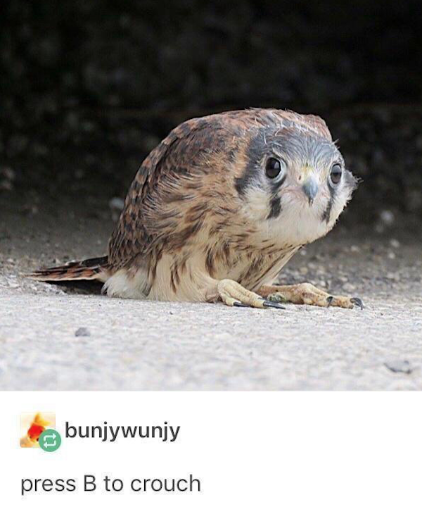 staring falcon Blank Meme Template