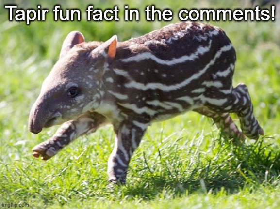 Baby Tapir | Tapir fun fact in the comments! | image tagged in baby tapir | made w/ Imgflip meme maker