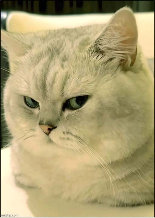 What Is He Thinking ? | image tagged in cats,glare,thinking | made w/ Imgflip meme maker