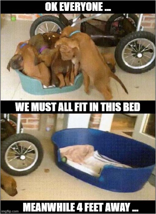 Puppy Logic ? | OK EVERYONE ... WE MUST ALL FIT IN THIS BED; MEANWHILE 4 FEET AWAY ... | image tagged in dogs,puppies,bed | made w/ Imgflip meme maker