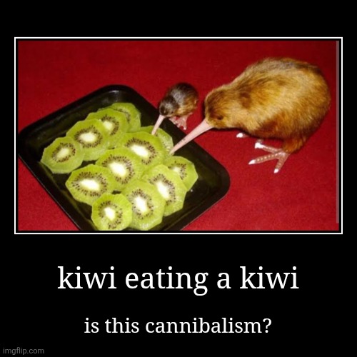 Well you don't see that everyday | kiwi eating a kiwi | is this cannibalism? | image tagged in funny,demotivationals,kiwi,cannibalism | made w/ Imgflip demotivational maker