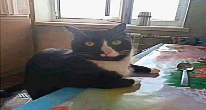 Cat Forget Blank Meme Template