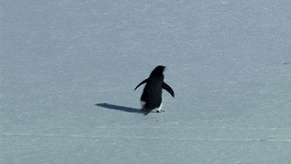 Pinguin but why Blank Meme Template