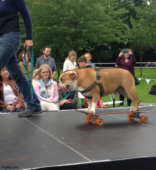 dog on a skateboard | image tagged in dog on a skateboard | made w/ Imgflip meme maker