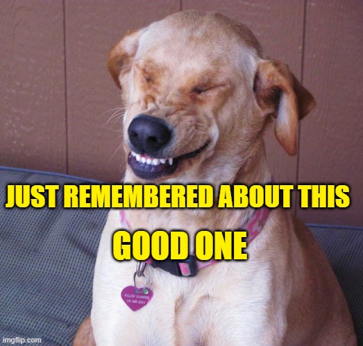laughing dog | GOOD ONE; JUST REMEMBERED ABOUT THIS | image tagged in laughing dog | made w/ Imgflip meme maker
