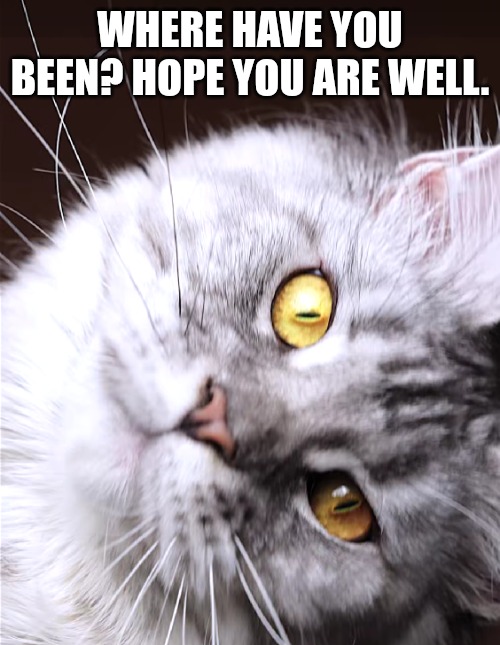 Cat | WHERE HAVE YOU BEEN? HOPE YOU ARE WELL. | image tagged in cat | made w/ Imgflip meme maker