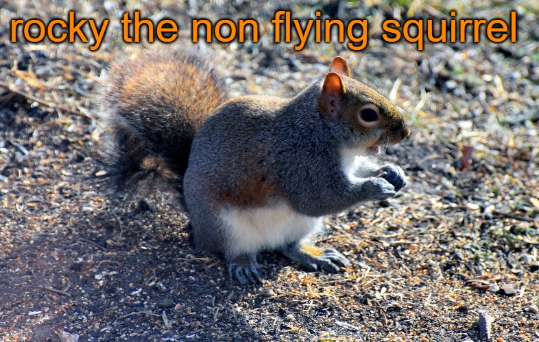 rocky the non flying squirrel | made w/ Imgflip meme maker