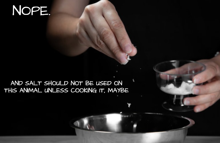 NOPE. AND SALT SHOULD NOT BE USED ON THIS ANIMAL UNLESS COOKING IT, MAYBE | made w/ Imgflip meme maker