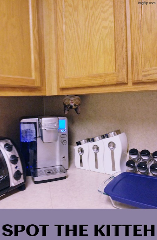 Spot The Kitteh | SPOT THE KITTEH | image tagged in cats,funny cats,the search continues,hidden,upside-down,crazy cat | made w/ Imgflip meme maker