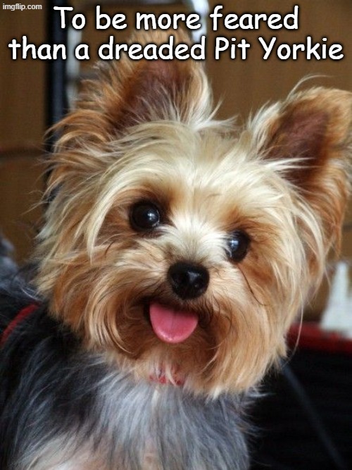 yorkie | To be more feared than a dreaded Pit Yorkie | image tagged in yorkie | made w/ Imgflip meme maker
