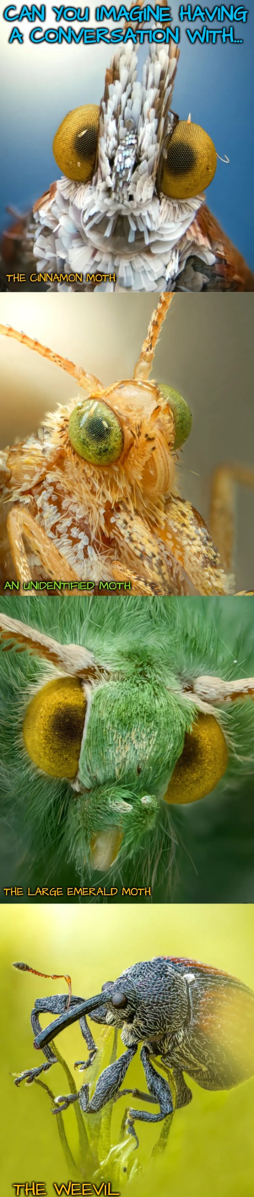 What would they sound like and say? | CAN YOU IMAGINE HAVING A CONVERSATION WITH... THE CINNAMON MOTH; AN UNIDENTIFIED MOTH; THE LARGE EMERALD MOTH; THE WEEVIL | image tagged in conversations with bugs | made w/ Imgflip meme maker