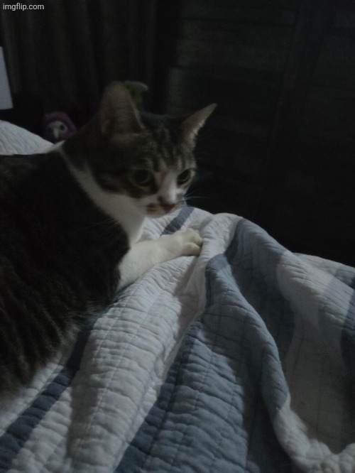 my cat | image tagged in cat | made w/ Imgflip meme maker