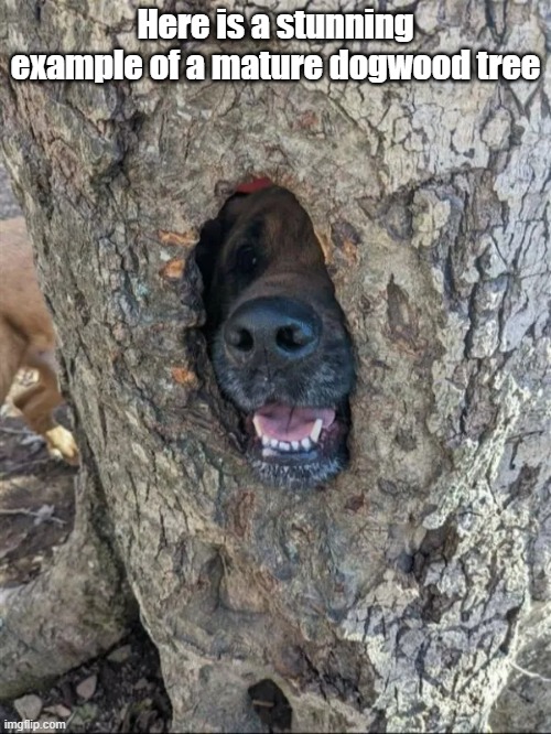 Dogwood Tree | Here is a stunning example of a mature dogwood tree | image tagged in nature,doggo,cute,hardwood,barks not bites | made w/ Imgflip meme maker