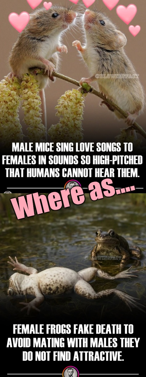 Two points for male mice | Where as.... | image tagged in rodents are never cute,but they can earn extra points | made w/ Imgflip meme maker