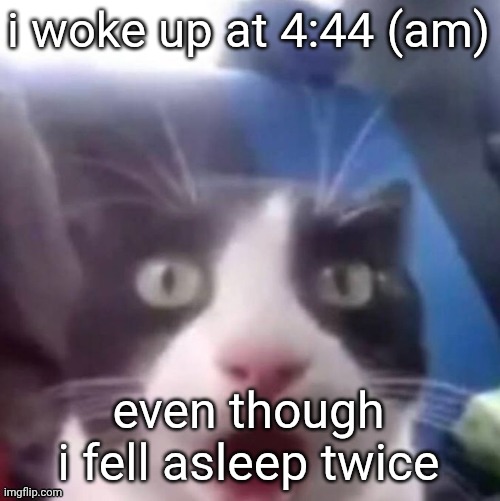 cat shocked | i woke up at 4:44 (am); even though i fell asleep twice | image tagged in cat shocked | made w/ Imgflip meme maker