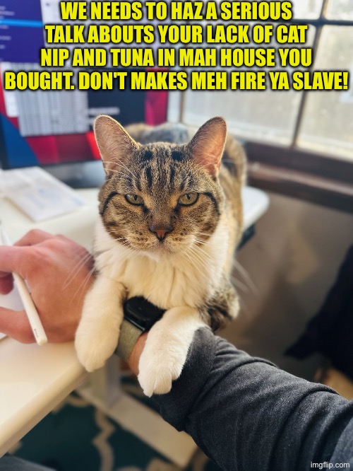 Don't Makes Meh Fire Ya | WE NEEDS TO HAZ A SERIOUS TALK ABOUTS YOUR LACK OF CAT NIP AND TUNA IN MAH HOUSE YOU BOUGHT. DON'T MAKES MEH FIRE YA SLAVE! | image tagged in cats,funny cats,you're fired,do your job,ah yes enslaved,superior royalty | made w/ Imgflip meme maker