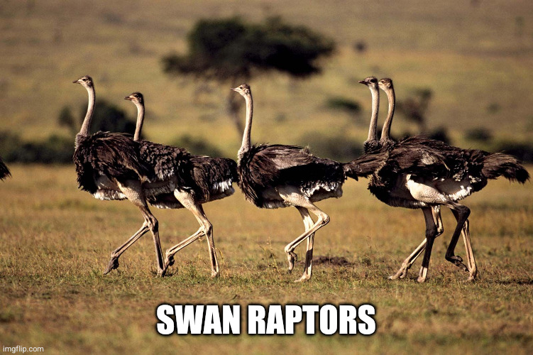 swan raptors | SWAN RAPTORS | image tagged in swan,raptors,ostrich,fabulous,strong legs,marching | made w/ Imgflip meme maker
