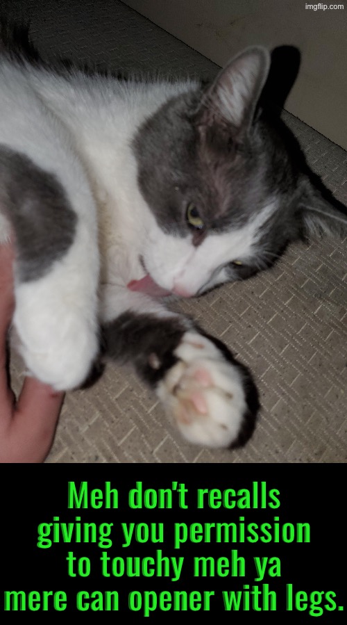 Meh Don't Recalls | Meh don't recalls giving you permission to touchy meh ya mere can opener with legs. | image tagged in cats,funny cats,trying to remember,don't touch me i'm famous,superior royalty,peasant | made w/ Imgflip meme maker