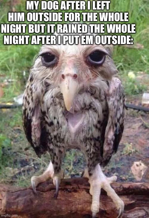 Poor doggo | MY DOG AFTER I LEFT HIM OUTSIDE FOR THE WHOLE NIGHT BUT IT RAINED THE WHOLE NIGHT AFTER I PUT EM OUTSIDE: | image tagged in wet owl,dog,dogs,wet dog | made w/ Imgflip meme maker