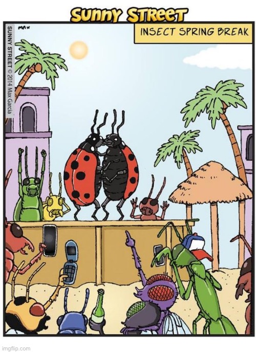 Looking forward to warmer weather again… | image tagged in comics,sunny street,spring break,insects,lady bugs,kissing | made w/ Imgflip meme maker