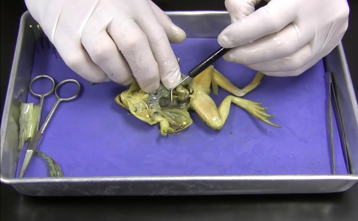 Dissecting frog Blank Meme Template