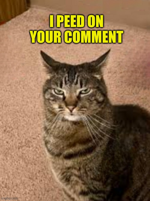 Pee | I PEED ON YOUR COMMENT | image tagged in you have to be kitty me,pee,free speech,stupid people | made w/ Imgflip meme maker
