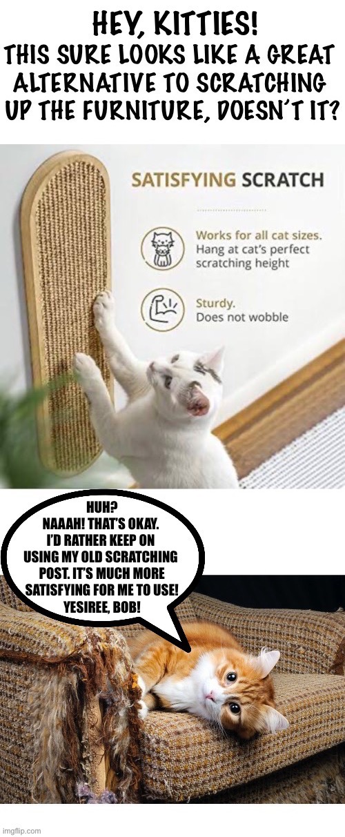 He’s a stinker… | image tagged in cats,scratching post,alternative,rather use the old one,no thanks,stinker | made w/ Imgflip meme maker
