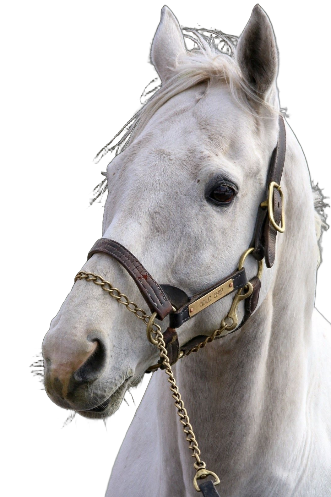 Gold Ship horse head Blank Meme Template