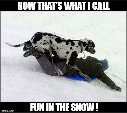 Let's Go, Go, Go ! | NOW THAT'S WHAT I CALL; FUN IN THE SNOW ! | image tagged in dogs,great dane,fun,snow,toboggan | made w/ Imgflip meme maker