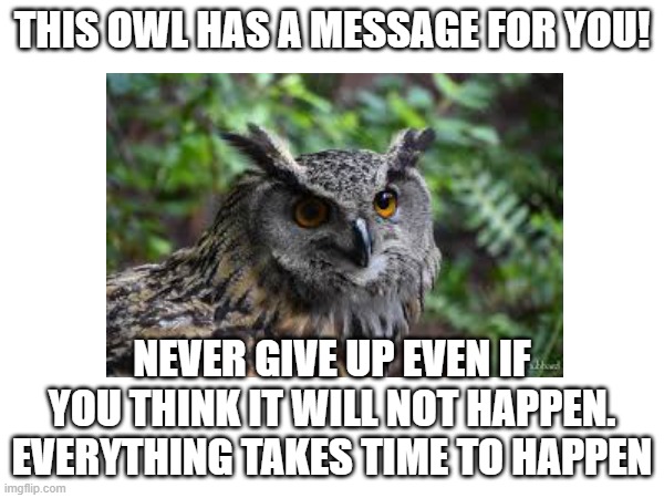 an owl has a message for you | THIS OWL HAS A MESSAGE FOR YOU! NEVER GIVE UP EVEN IF YOU THINK IT WILL NOT HAPPEN. EVERYTHING TAKES TIME TO HAPPEN | image tagged in hope | made w/ Imgflip meme maker