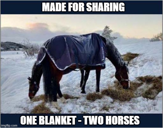 Keeping Warm ! | MADE FOR SHARING; ONE BLANKET - TWO HORSES | image tagged in horses,sharing,blanket,optical illusion | made w/ Imgflip meme maker