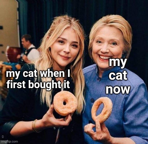 Hilary Clinton donut big hole small hole | my
cat
now; my cat when I
first bought it | image tagged in hilary clinton donut big hole small hole | made w/ Imgflip meme maker